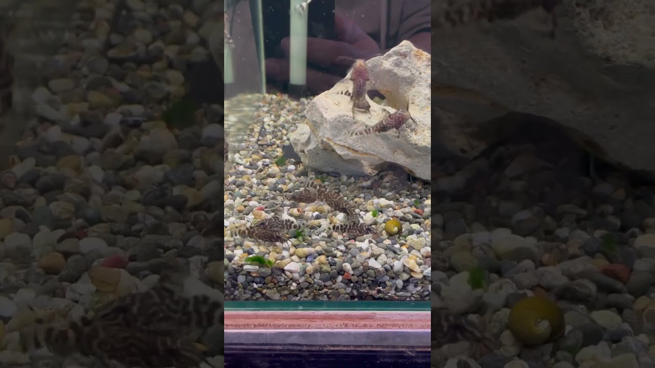 フェザーフィン シノドンティス